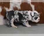 Small #1 English Bulldog
