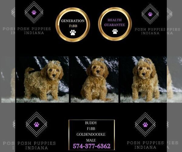 Medium Photo #35 Goldendoodle (Miniature) Puppy For Sale in WARSAW, IN, USA