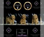 Small #5 Goldendoodle (Miniature)