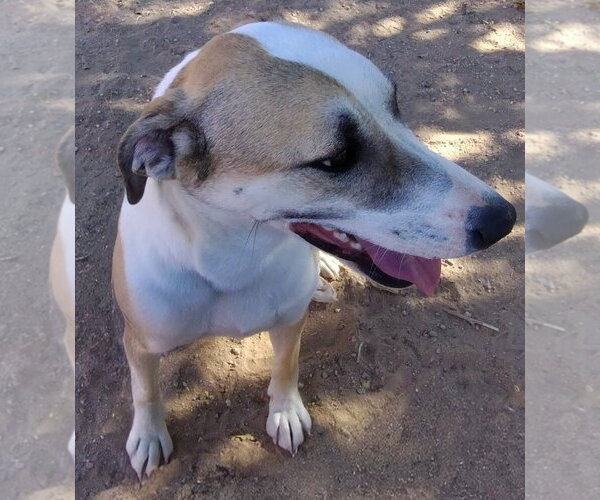 Medium Photo #3 Greyhound-Sloughi Mix Puppy For Sale in Apple Valley, CA, USA