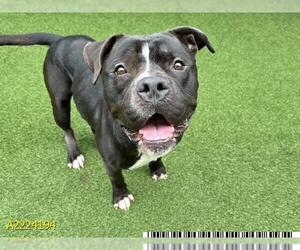 American Bulldog Dogs for adoption in West Palm Beach, FL, USA