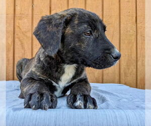 Labbe Dogs for adoption in Mt. Laurel, NJ, USA