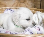Puppy Shelby English Cream Golden Retriever