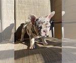Small #1 French Bulldog