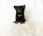 Small #2 Chihuahua