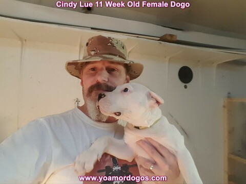 Medium Photo #126 Dogo Argentino Puppy For Sale in PINEVILLE, MO, USA