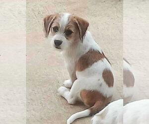 Bea-Tzu Dogs for adoption in Wakefield, RI, USA