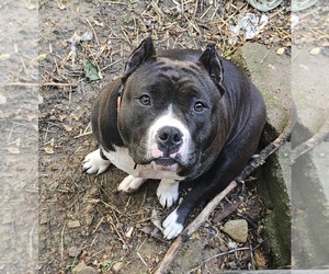Mother of the American Bully puppies born on 07/12/2026