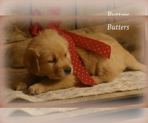 Golden Retriever Puppy for sale in WILLIAMSVILLE, VA, USA