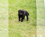 Small Photo #11 Labrador Retriever Puppy For Sale in WOODLAND, WA, USA