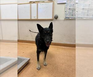 German Shepherd Dog Dogs for adoption in Martinez, CA, USA