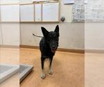 Small German Shepherd Dog