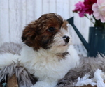 Small Photo #4 Pom-A-Poo-Poodle (Miniature) Mix Puppy For Sale in HONEY BROOK, PA, USA
