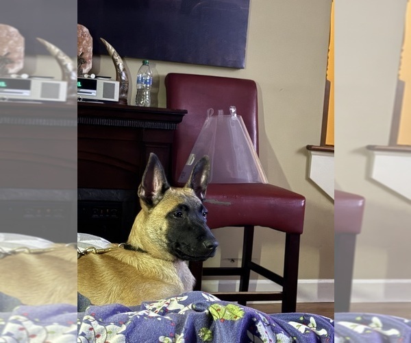 Medium Photo #1 Belgian Malinois-Dutch Shepherd Dog Mix Puppy For Sale in GAINESVILLE, GA, USA