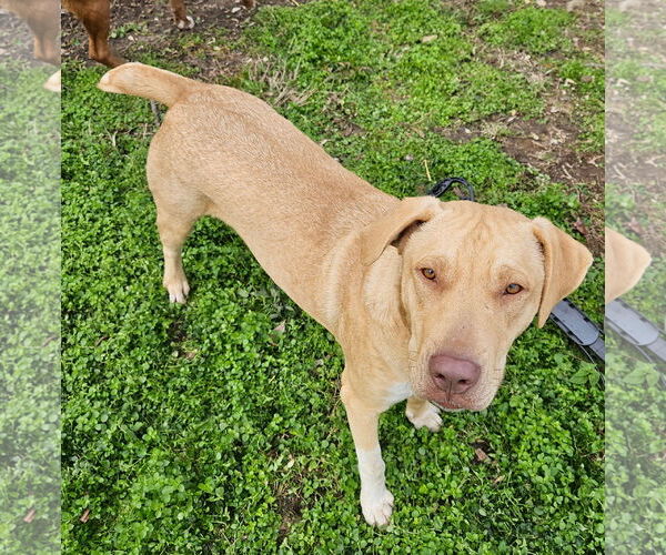 Medium Photo #2 Boxador Puppy For Sale in Tracy City, TN, USA