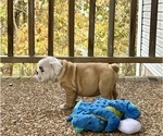 Small Photo #2 English Bulldog Puppy For Sale in COLUMBIA, TN, USA