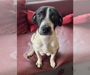 Jack Russell Terrier-Unknown Mix Dogs for adoption in Osgood, IN, USA