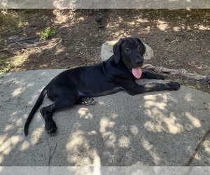 Great Dane Dogs for adoption in TEHACHAPI, CA, USA