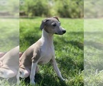 Small Photo #7 Italian Greyhound Puppy For Sale in SAINT GEORGE, UT, USA