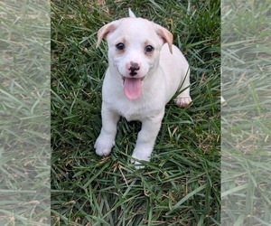 Jack Chi Dogs for adoption in Holly Springs, NC, USA