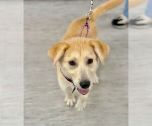Gerberian Shepsky Dogs for adoption in GILBERTS, IL, USA