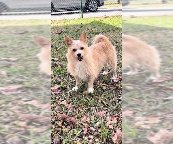 Medium Photo #7 Mutt Puppy For Sale in Weston, FL, USA