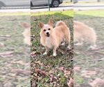 Small #6 Mutt