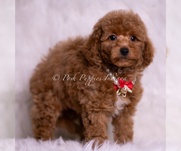 Medium Photo #95 Maltipoo (Miniature) Puppy For Sale in WARSAW, IN, USA