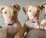 Small Photo #1 American Pit Bull Terrier Puppy For Sale in ROCKLEDGE, FL, USA