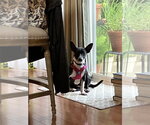 Small #3 Mutt