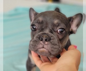 French Bulldog Puppy for sale in TAMPA, FL, USA