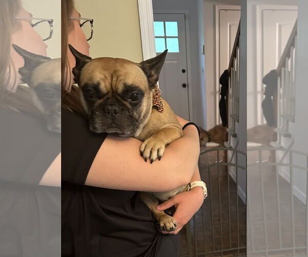 Medium Photo #1 French Bulldog-Unknown Mix Puppy For Sale in Rockaway, NJ, USA