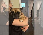 Small French Bulldog Mix