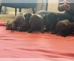 Small #1 Cane Corso