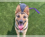 Small #1 German Shepherd Dog Mix