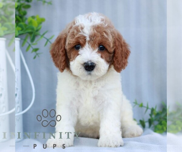 Medium Photo #3 Goldendoodle (Miniature) Puppy For Sale in EPHRATA, PA, USA
