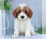 Small #2 Goldendoodle (Miniature)