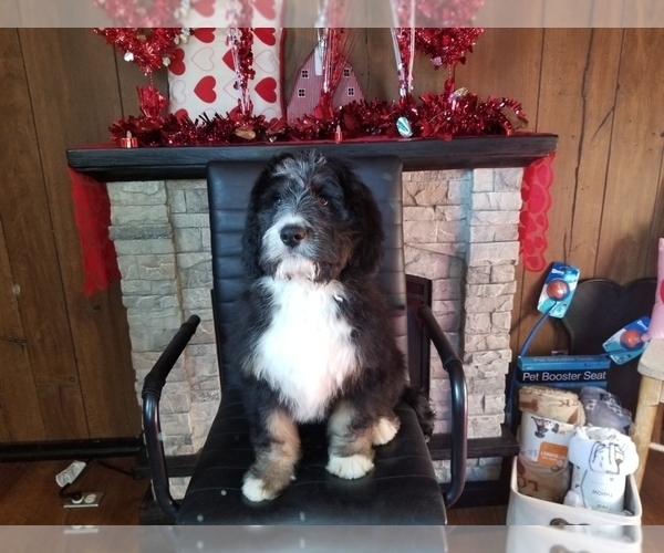 Medium Photo #9 Bernedoodle Puppy For Sale in COLORADO SPRINGS, CO, USA