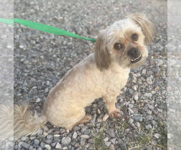 Medium Photo #2 Shih Tzu-Unknown Mix Puppy For Sale in Vail, AZ, USA