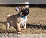 Small #4 Pug