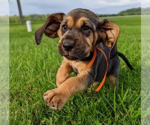 Bloodhound Puppy for sale in MILFORD, IN, USA