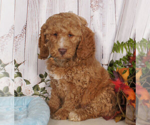 Goldendoodle (Miniature) Puppy for sale in PENNS CREEK, PA, USA
