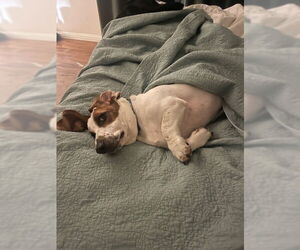 Gus (West Sacramento) - Male Basset Hound Dog for Adoption - Photo #4