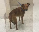 Small Labrador Retriever Mix