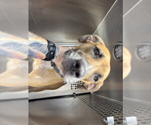 Mutt Dogs for adoption in Oklahoma City, OK, USA