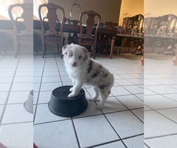 Medium Photo #8 Border-Aussie Puppy For Sale in ANTELOPE, CA, USA