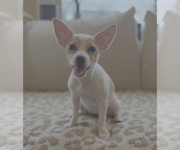 Medium Photo #1 Chihuahua-Unknown Mix Puppy For Sale in Bellevue, WA, USA