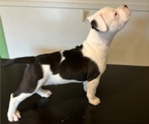 Bullypit-English Bulldog Mix Puppy for Sale in AUGUSTA, Maine USA