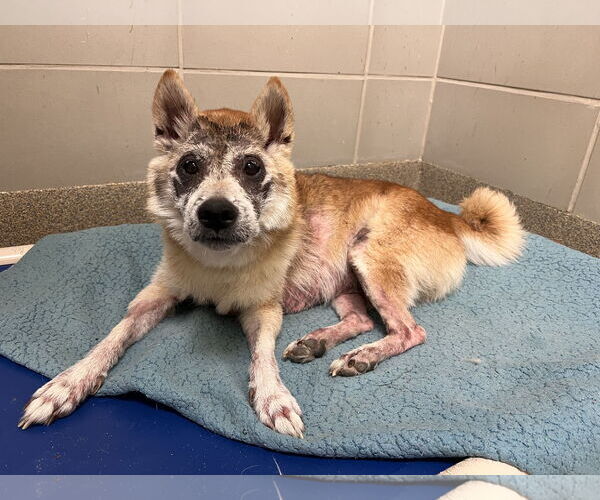 Medium Photo #5 Shiba Inu Puppy For Sale in Virginia Beach, VA, USA