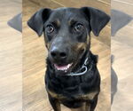 Small #1 Plott Hound-Rottweiler Mix